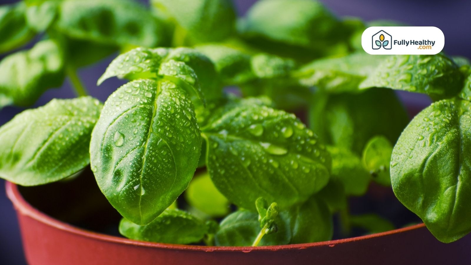 Basil leaves covered in water droplets growing in a red pot with a blurred background