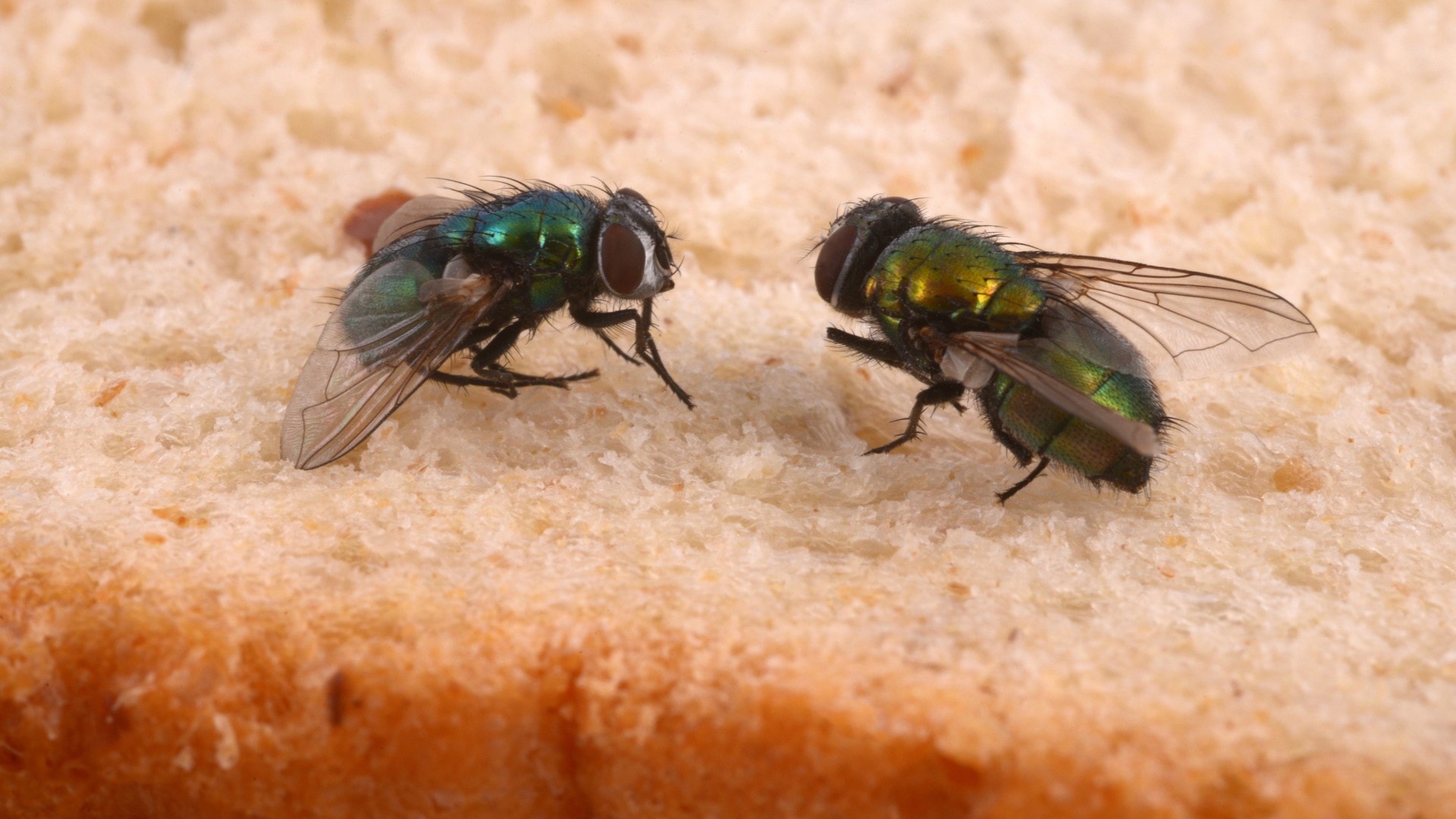 An image of two bottle flies feeding on a slice of bread.