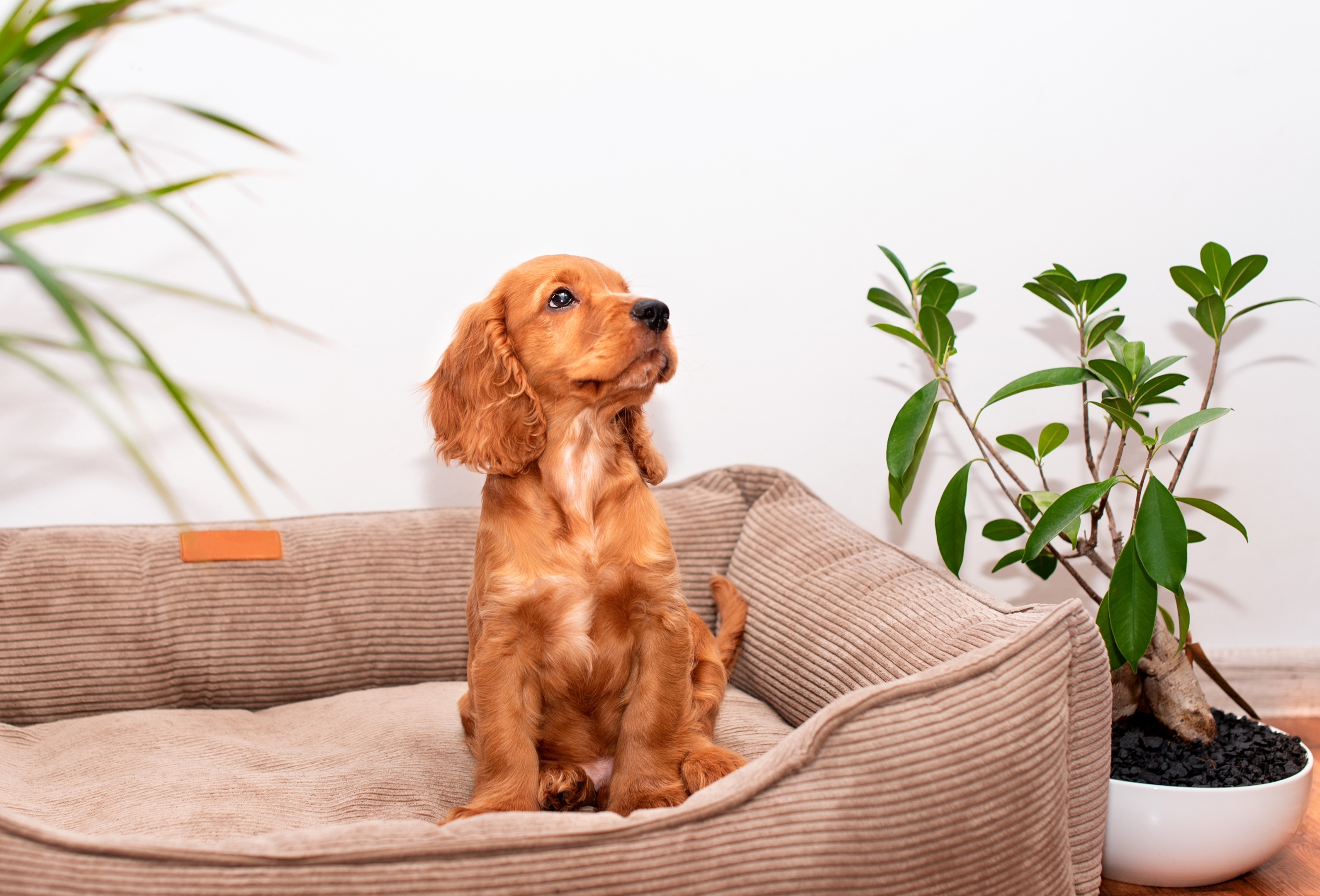 Cater for guests with pets and remember to add these details to your Airbnb checklist