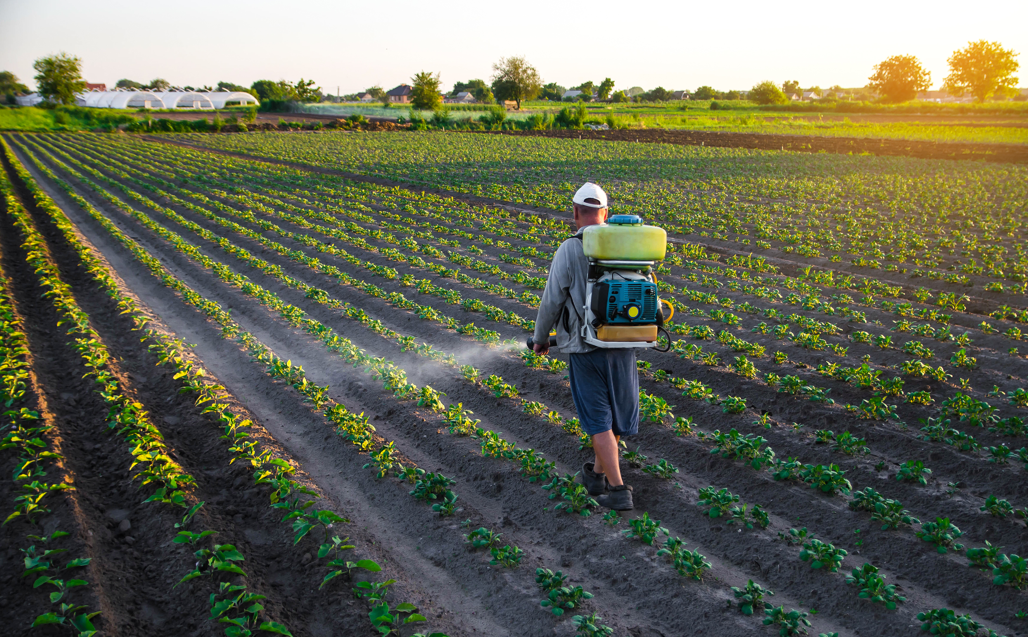 A farmer spraying natural pesticides on a field of organic crops