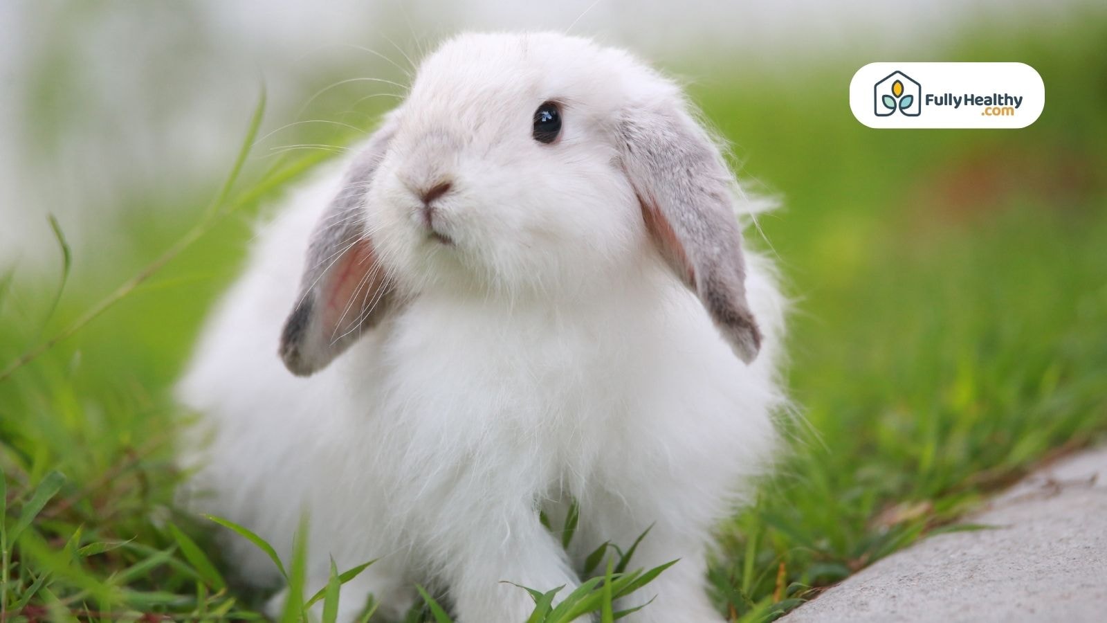 White fluffy bunny with gray ears standing on grassy ground