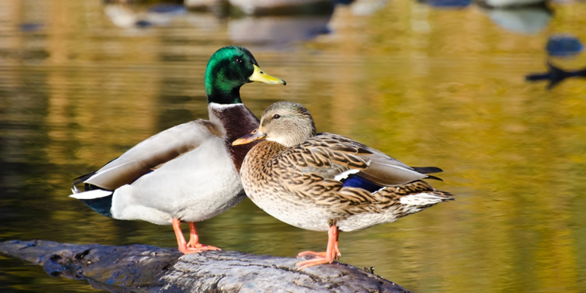 interesting animals in lake tahoe