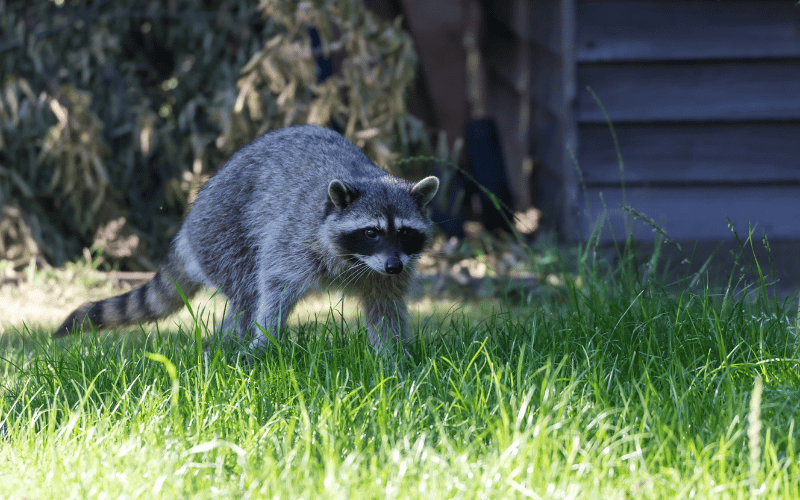 Raccoon Removal Ann Arbor