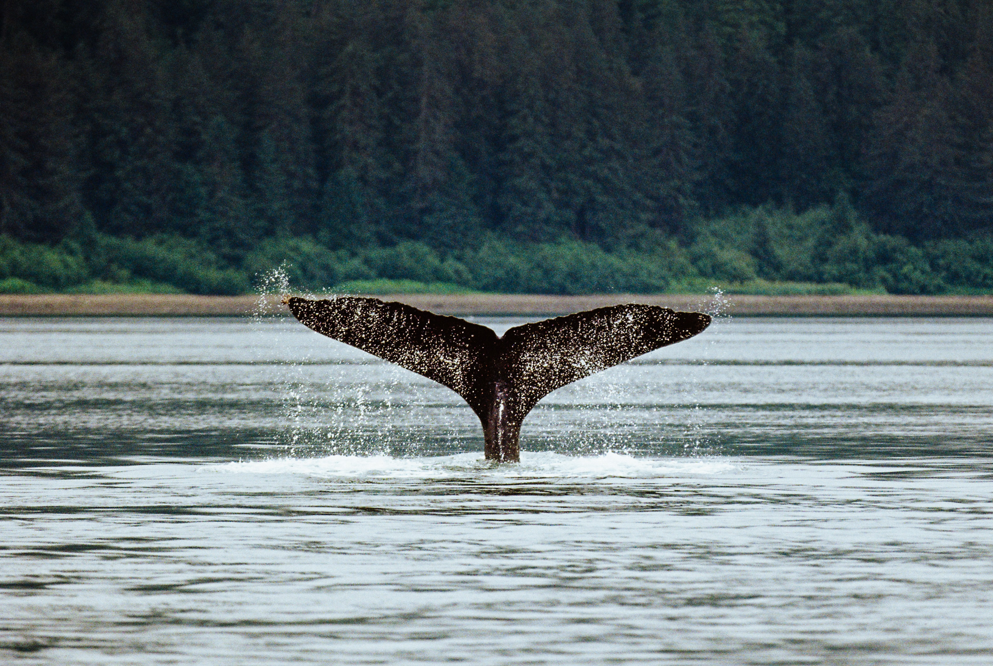 alaska, whale, fluke