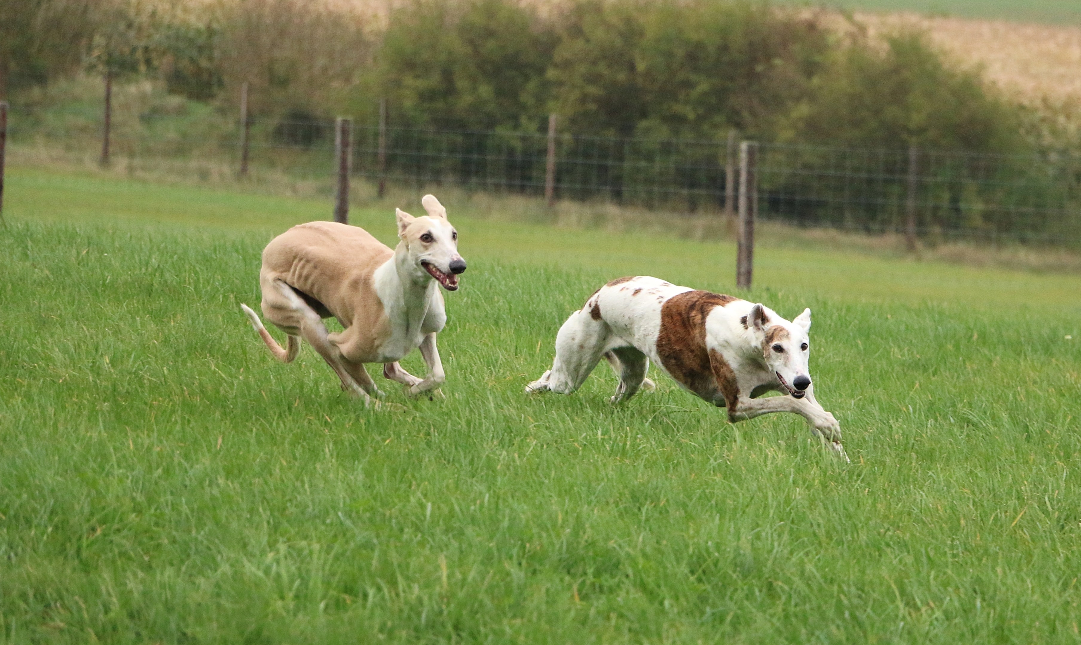 Two Spanish Greyhounds running in a field