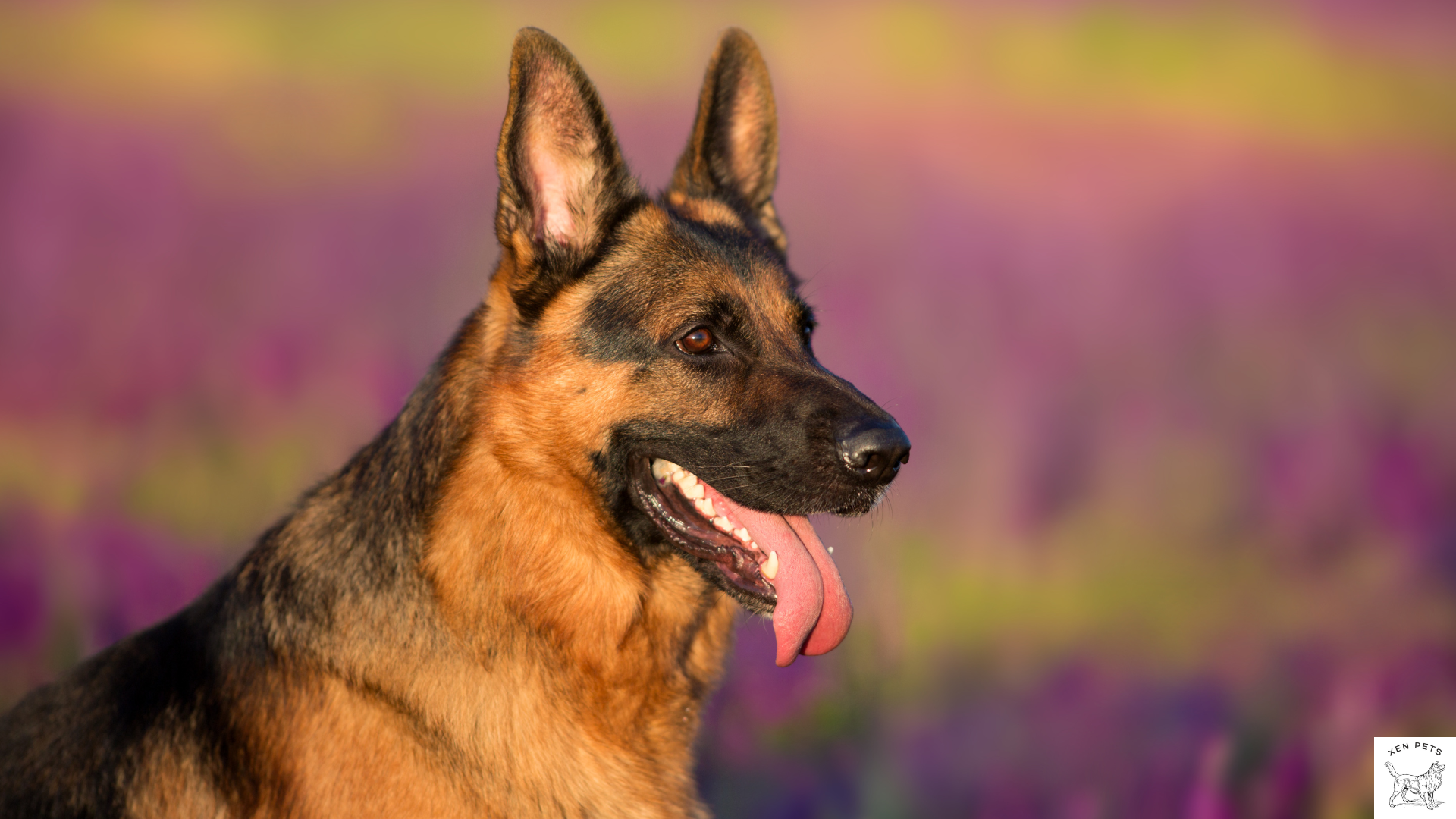 German Shepherd in a field of flowers