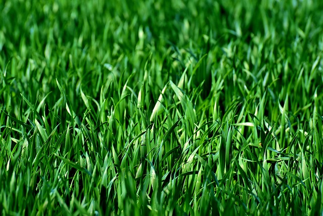 meadow, field, grass, green grass, lawn clippings