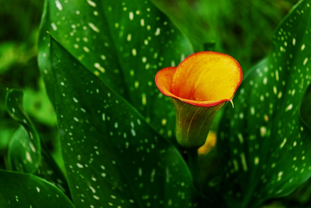 calla, calla lily, flower, plant species, toxic substances