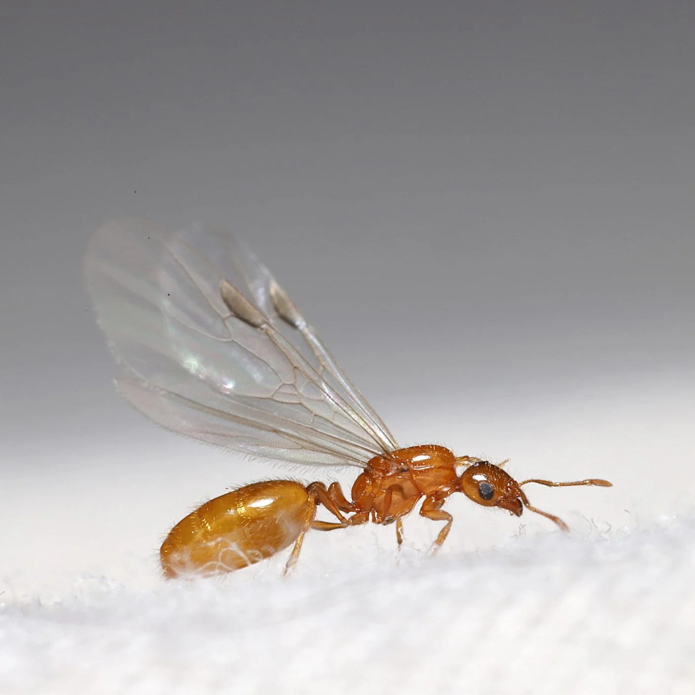 Wind Ant Insect Unveiling the Intricate World: Ants & Other Insects
