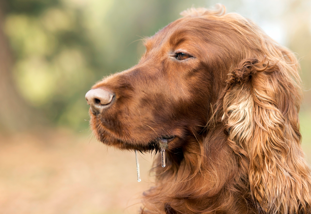 Dog Drooling