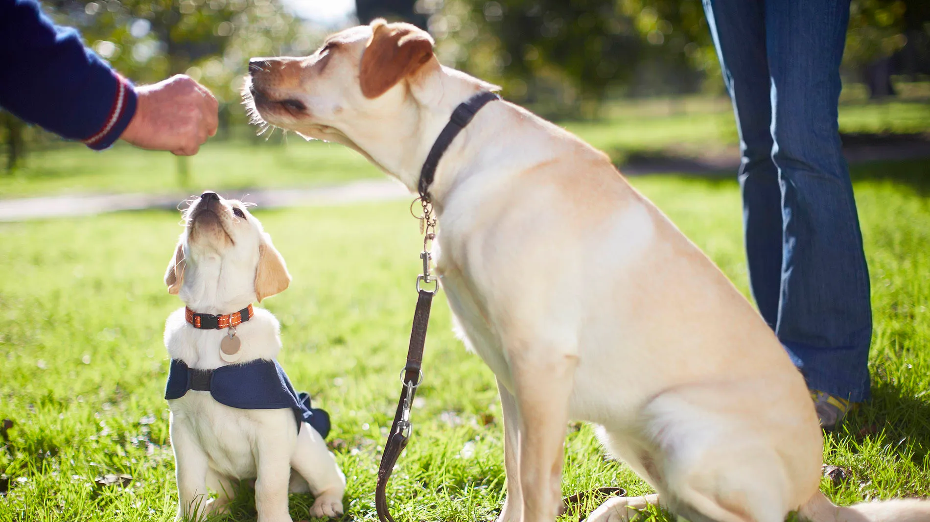 Health and Wellness Tips for Multi-Dog Families