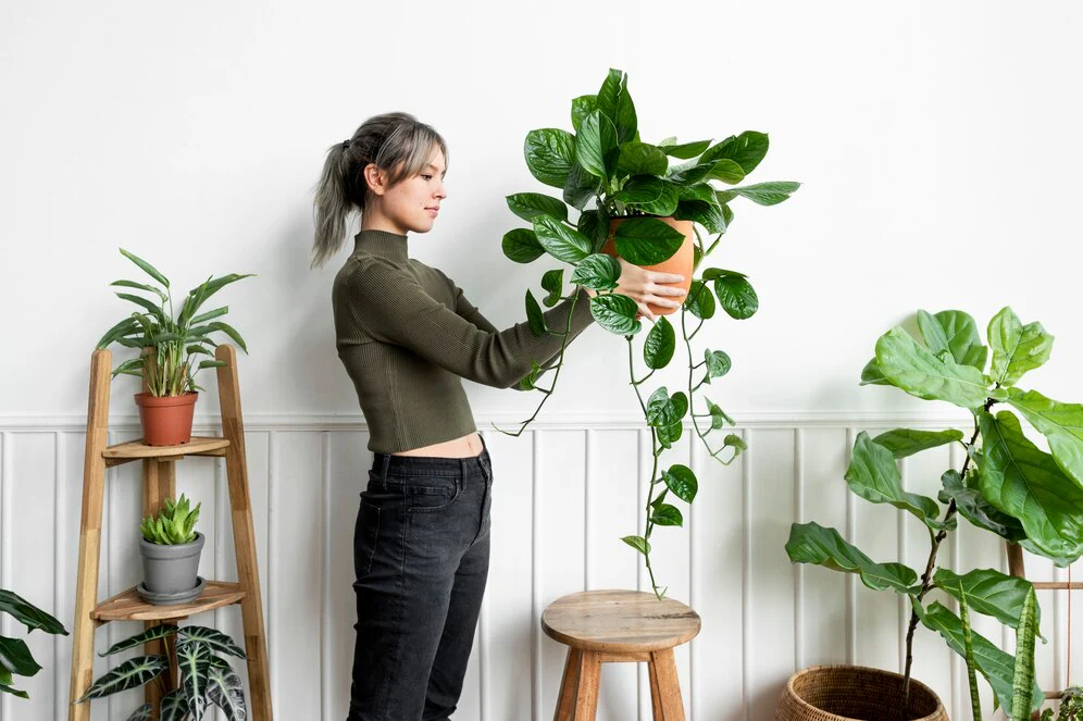 Additional Benefits of Keeping Houseplants