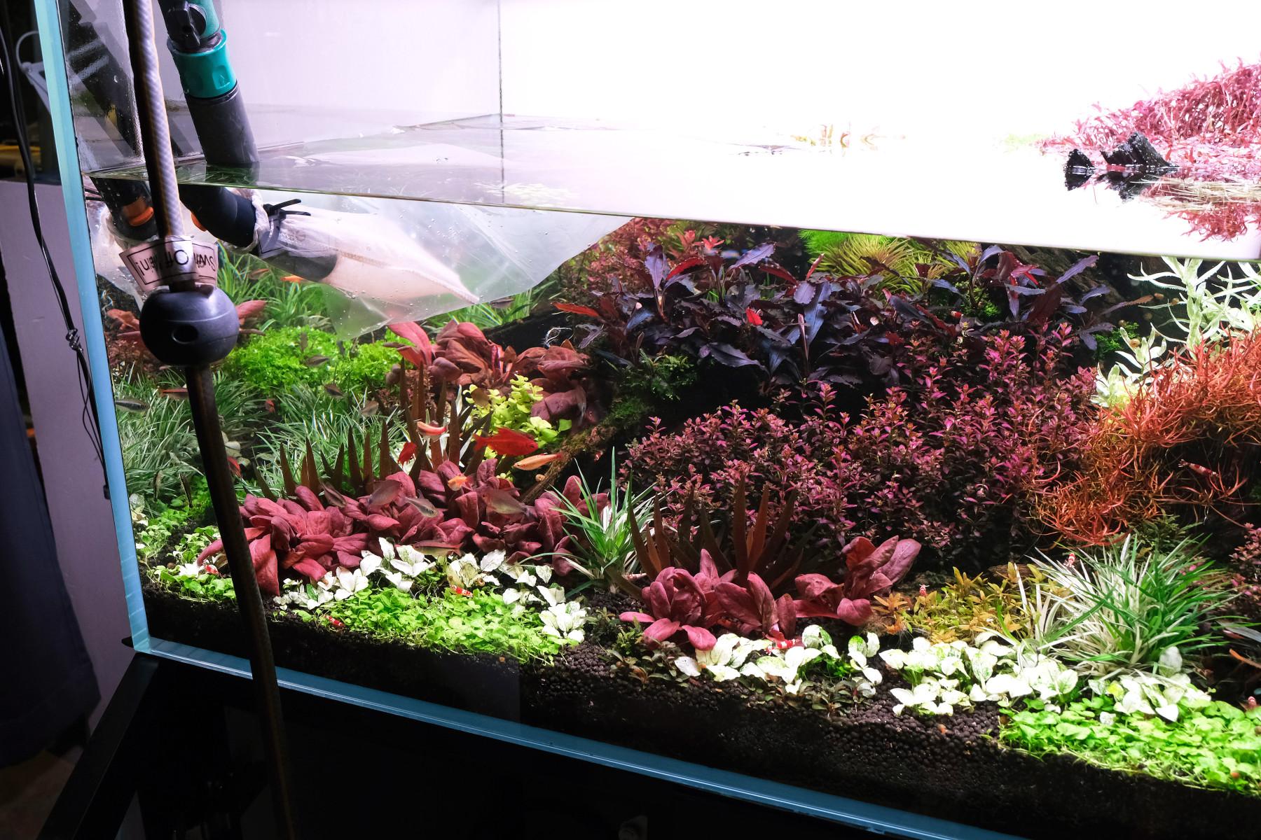 2Hr Aquarist Dutch Style tank half emptied of water during water change.