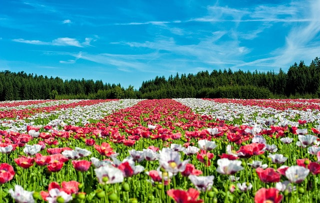 flowers, poppies, field, landscape, beautiful flowers, bloom, blossom, flowering plant, plant, flora, nature, countryside, flower wallpaper, closeup, flowers, flowers, flowers, flowers, flowers, landscape, landscape, landscape, plant, plant, nature, nature, nature, nature, flower background, countryside, countryside