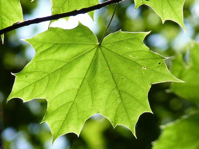 maple tree leaf