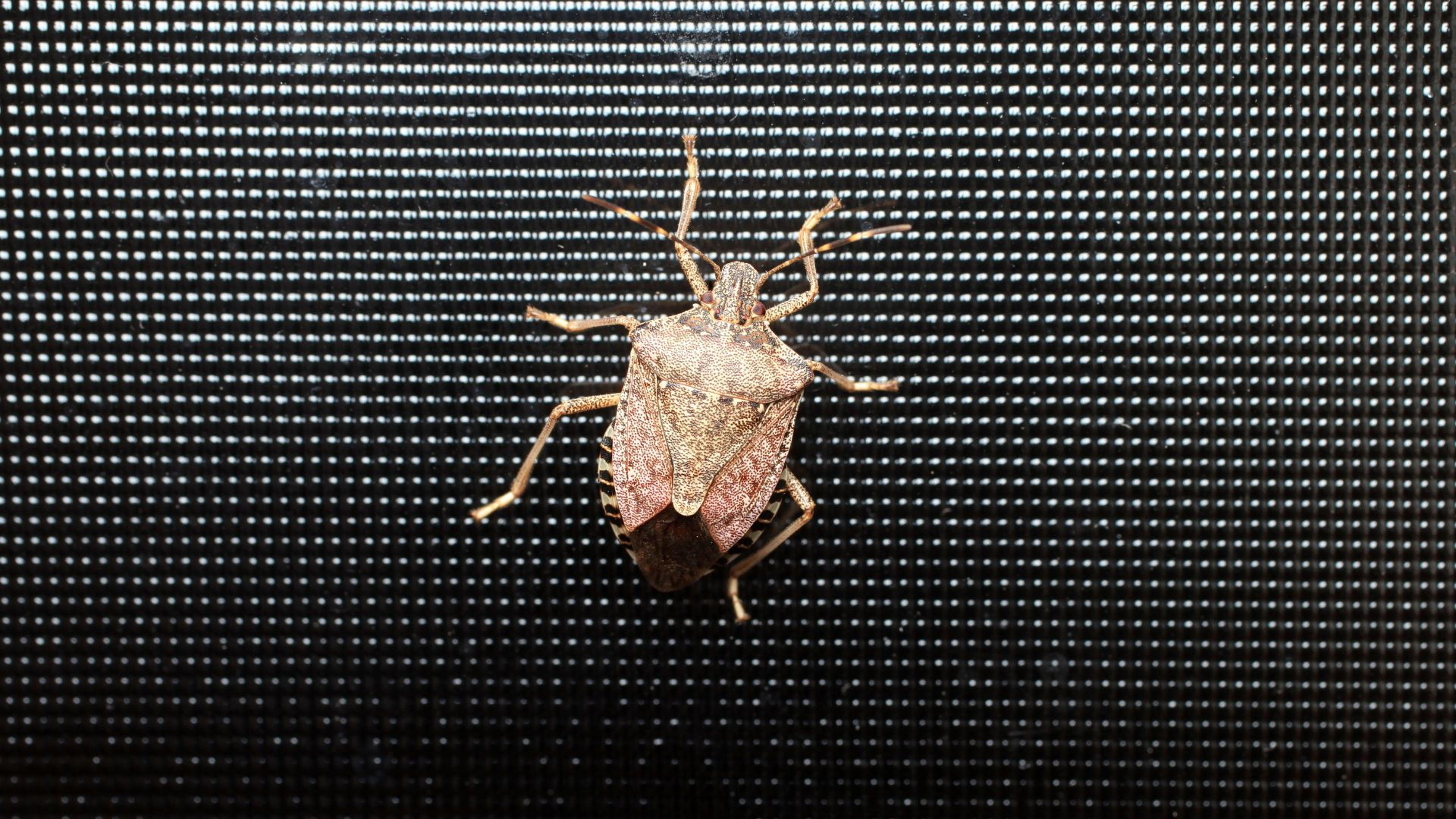 An image of a stink bug on a window screen.