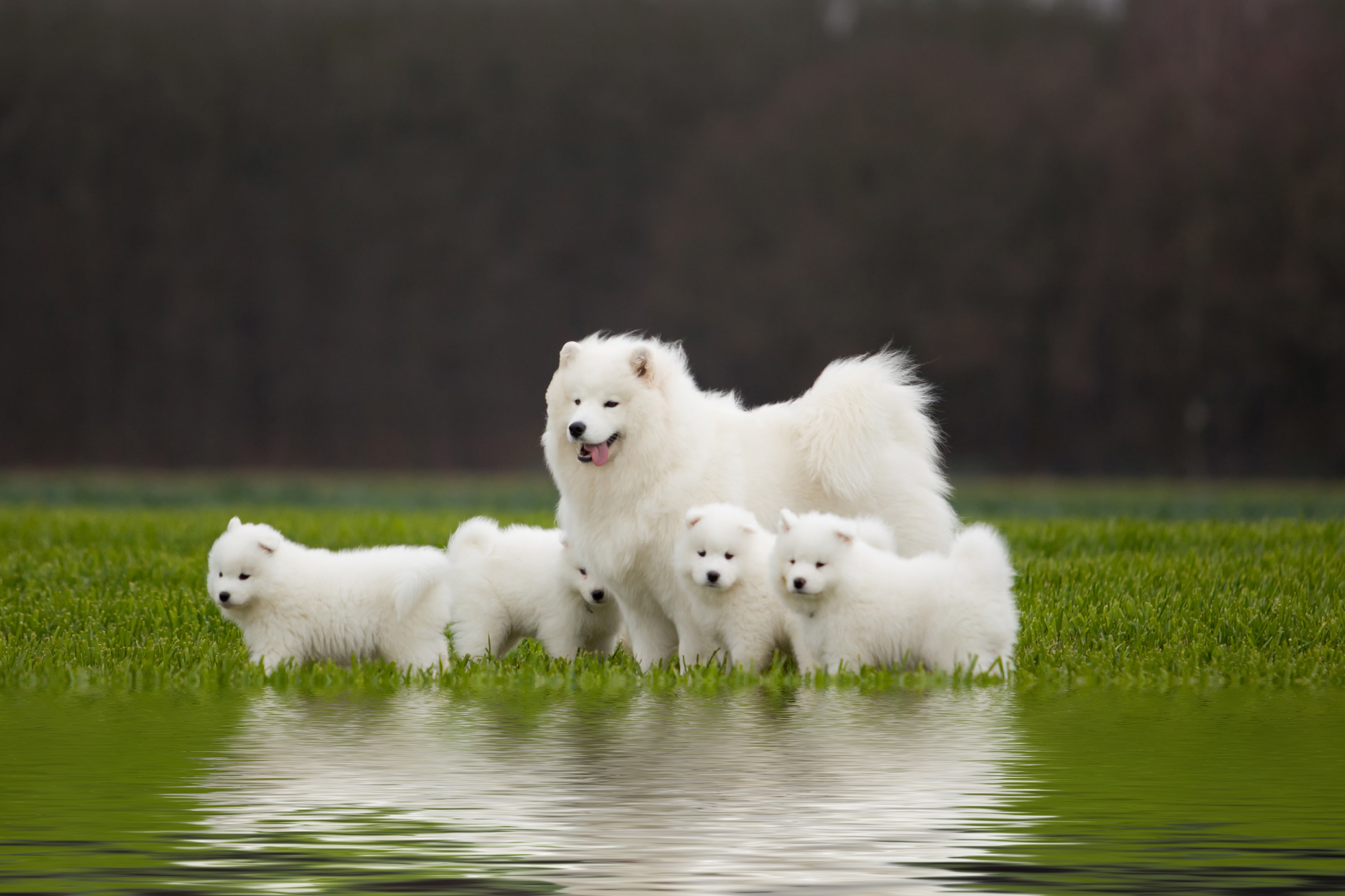 An adult Samoyed and four puppies standing in a water filled field