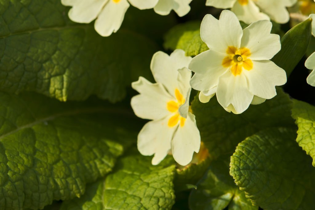 Hardy Primrose