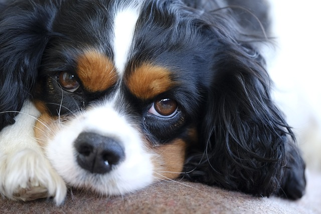 cavalier king charles, cavalier king charles spaniel, spaniel