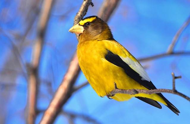 bird, bright colors, evening grosbeak