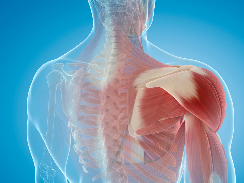 Understanding the Delt Muscles