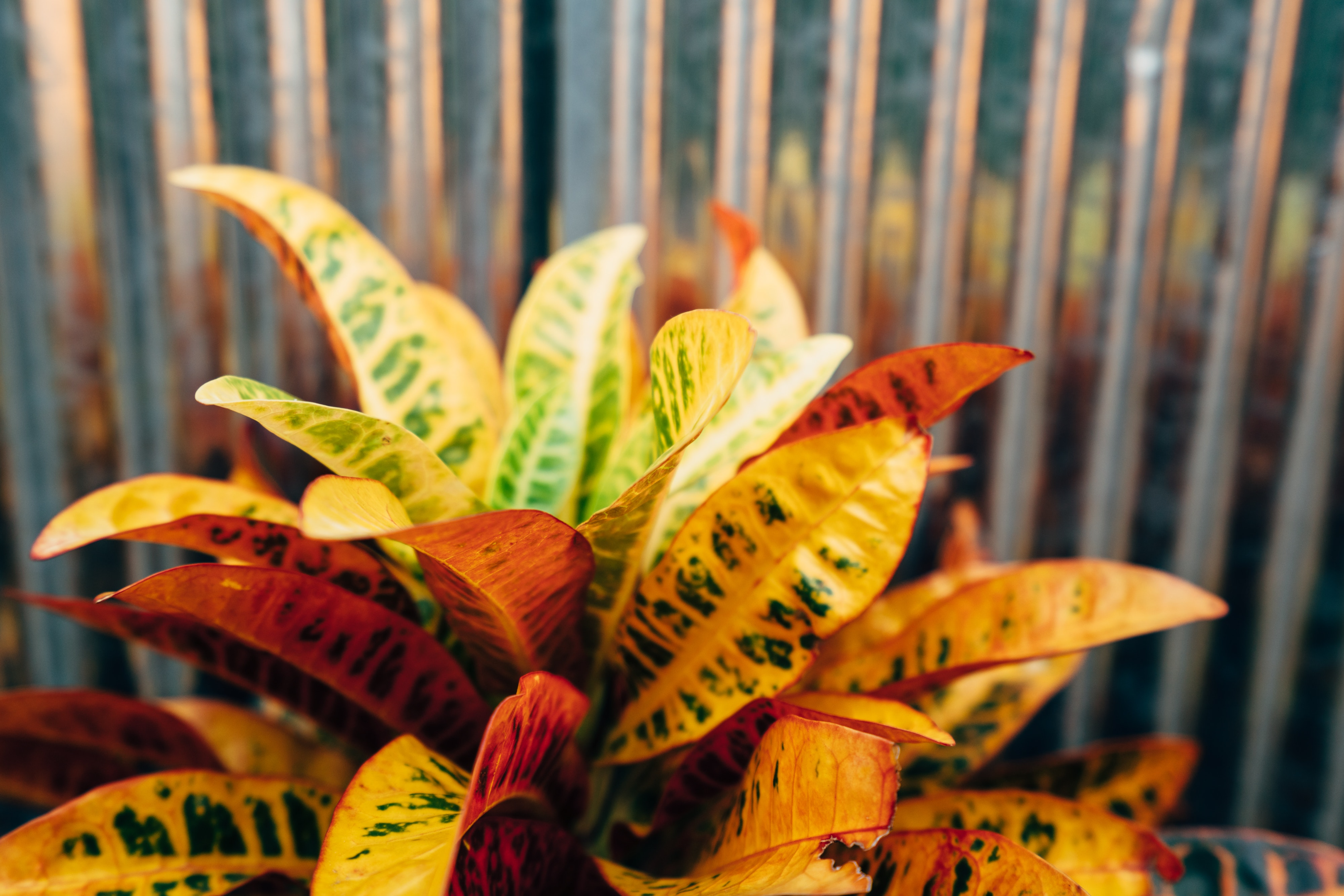 Croton plant leaves