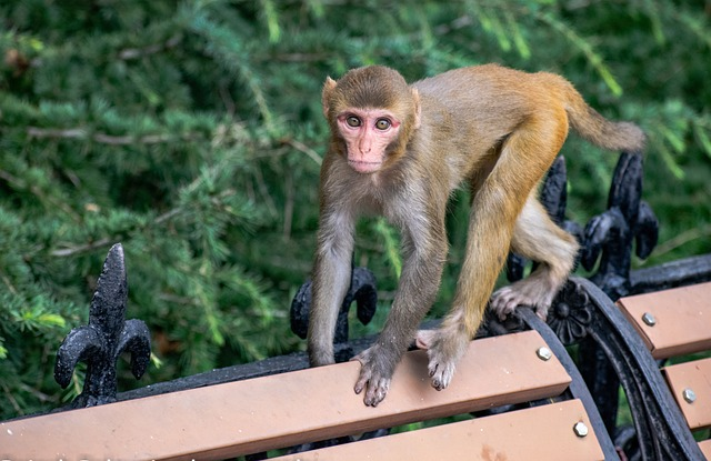 rhesus macaque, native wildlife, monkeys in florida