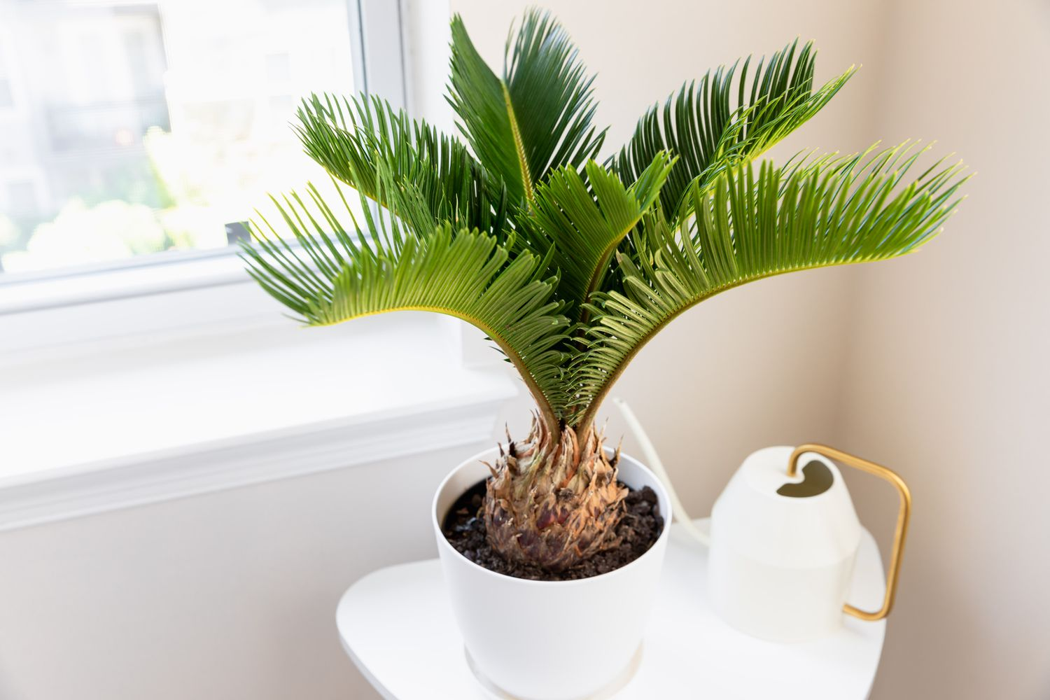 female sago palms, slow growing plant