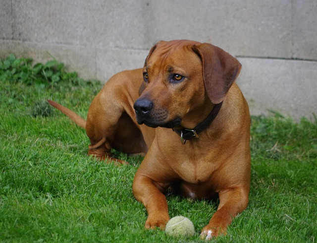 dog, ridgeback, pet