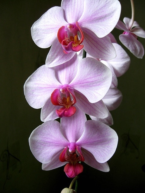 orchidea storczyk