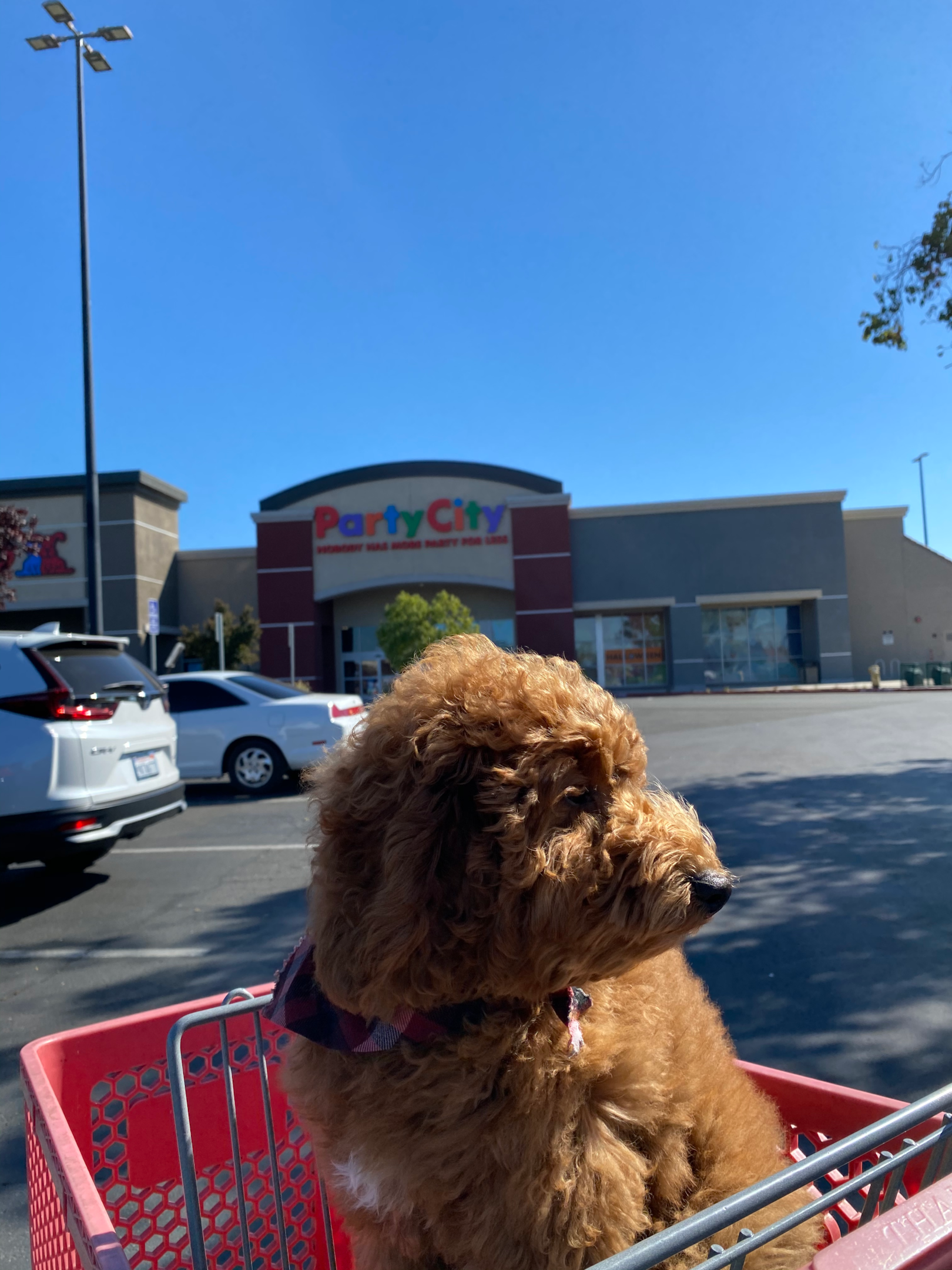 Image of a dog in a cart in front of a Party City location.