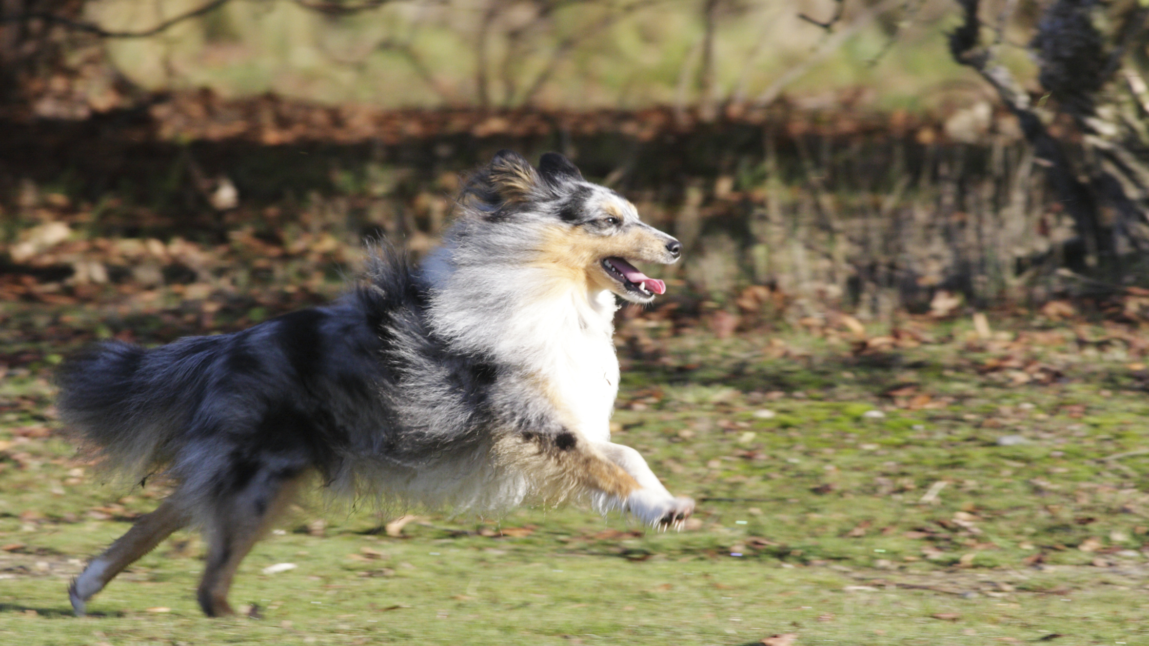 A Sheltie running in a large field