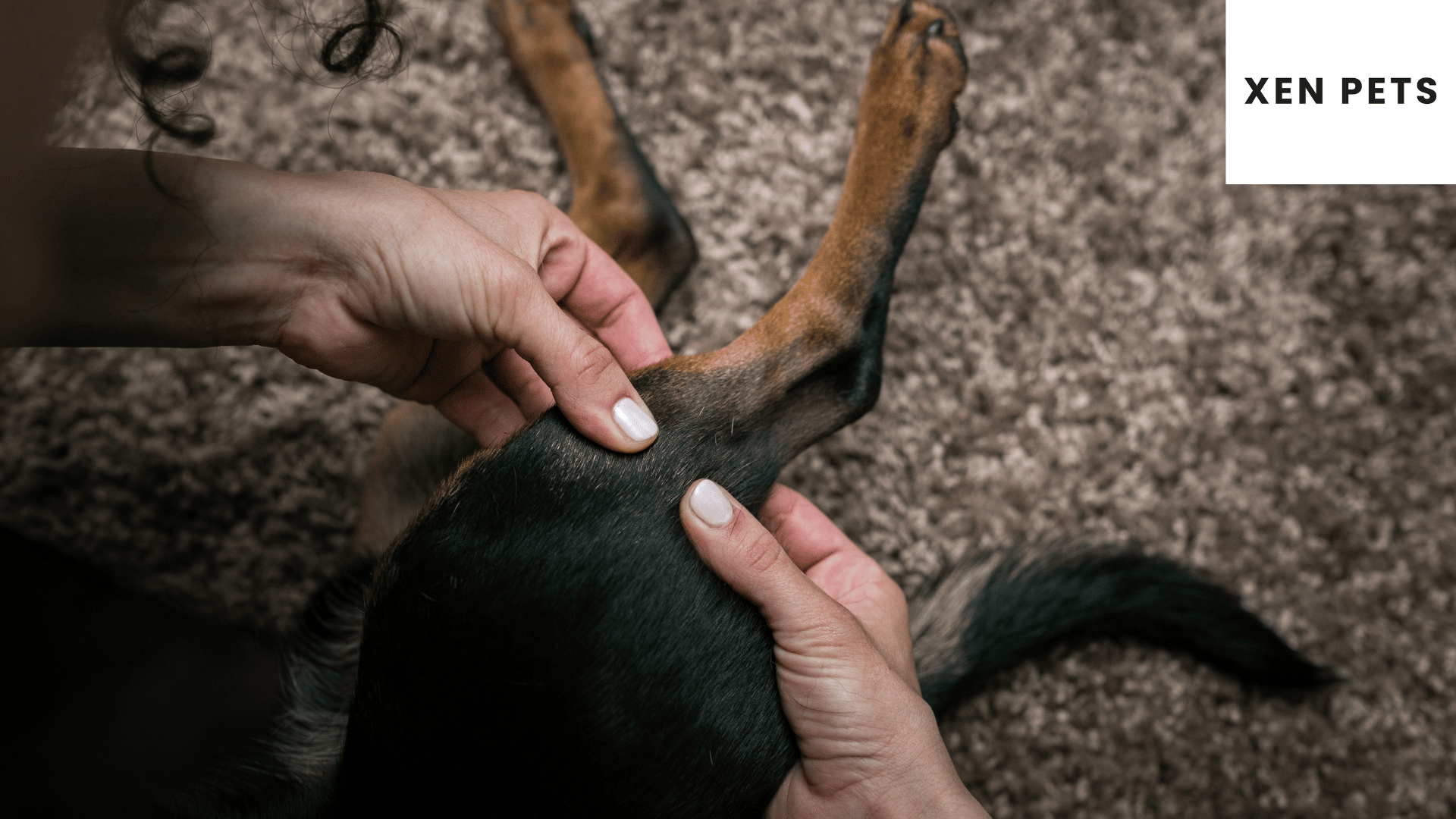 Reduce pain by giving your dog a massage