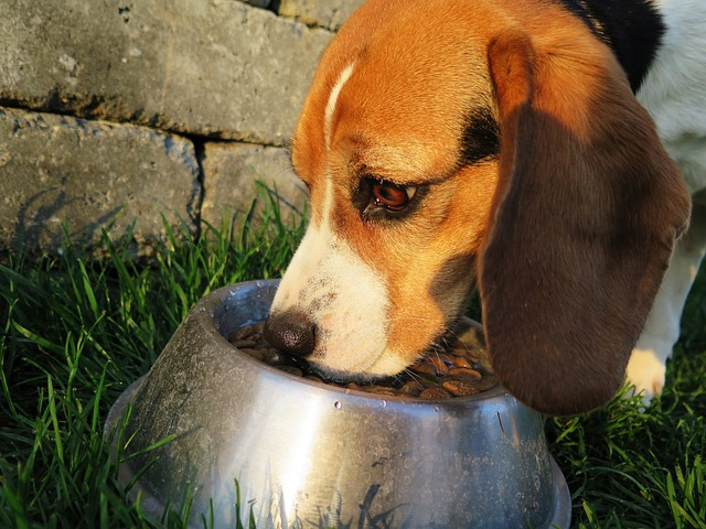 how to start raw food diet for dogs