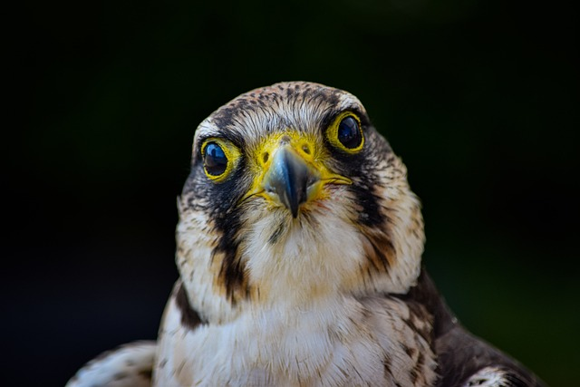 bird, kestrel, falcon
