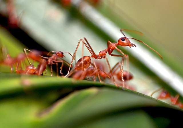 ants, colony, nature