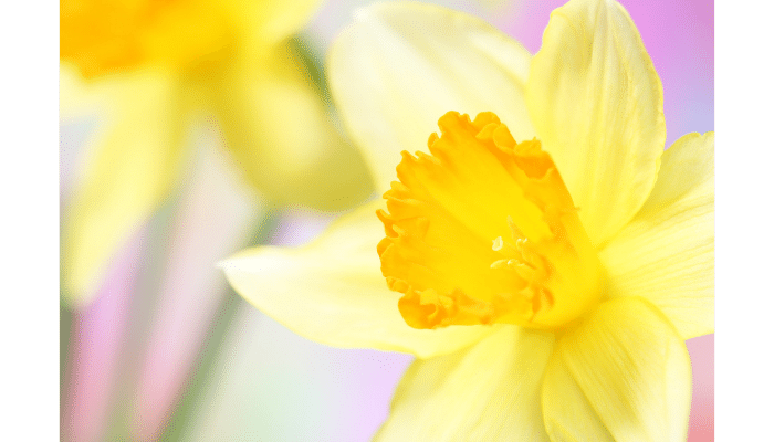 type of daffodil