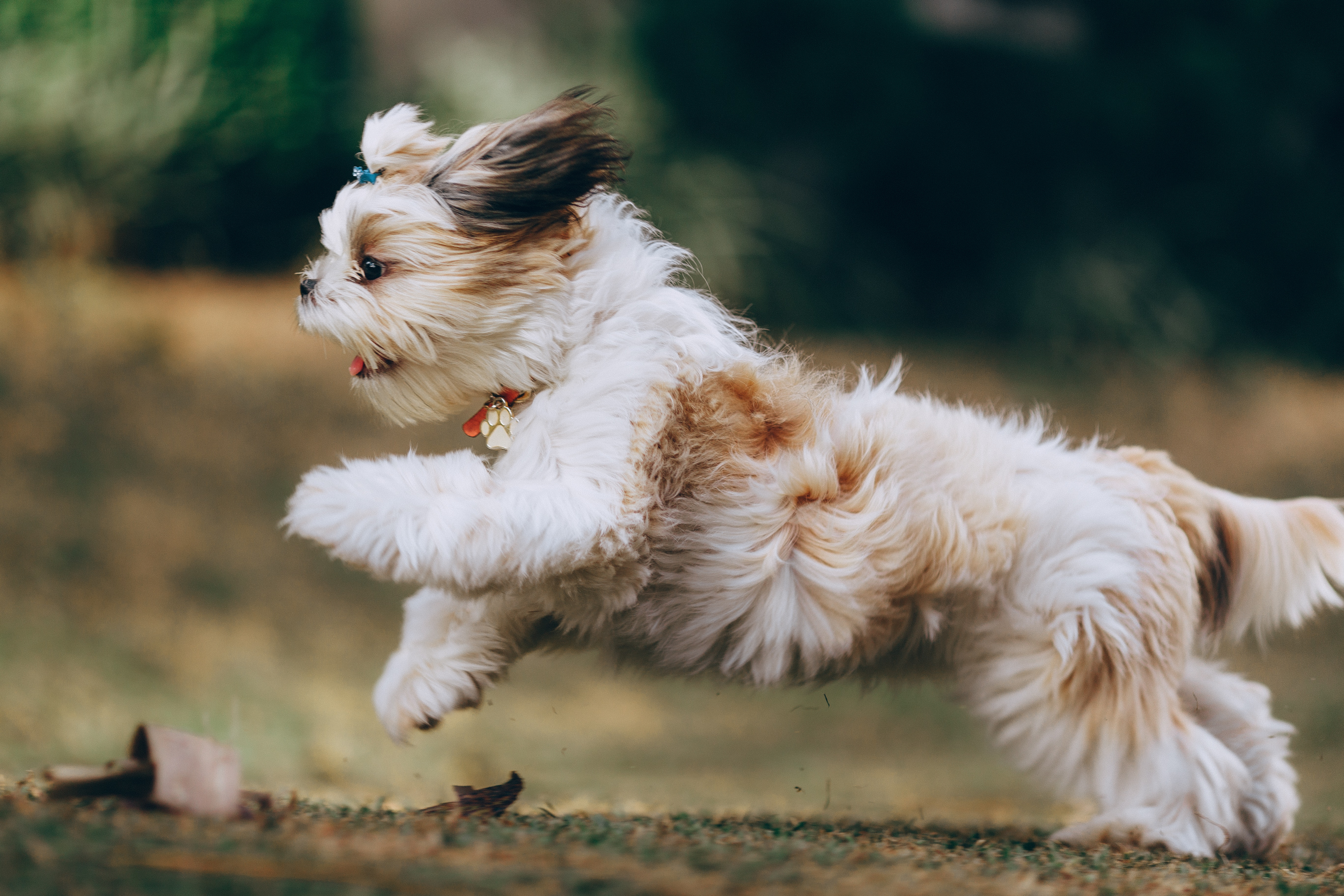 A Shih Tzu running in the grass