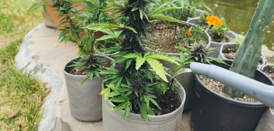 How to Harvest Marijuana Plant for Maximum Yield The Seed Pharm