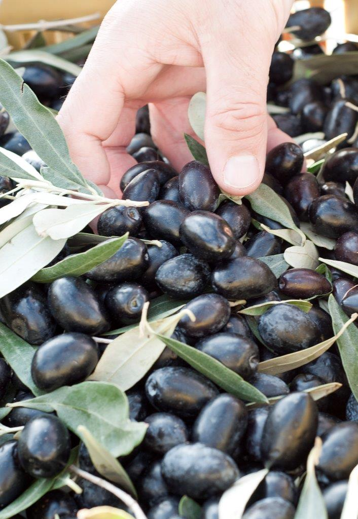 Nyhøstet Kalamata oliven (bemærk størrelsen)