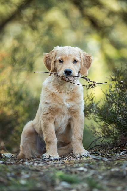 dog, puppy, retriever