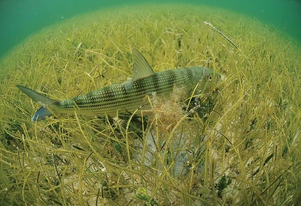 comment on nervous water and protective slime and skinny water on your next trip what ever your personal preference is,keep your fly leader shy in wind,visit tarpon trust for incoming bonefish,keep an eye on wind knots with your inflatable stand up board, ask alphonse fishing company for information and watch low key video