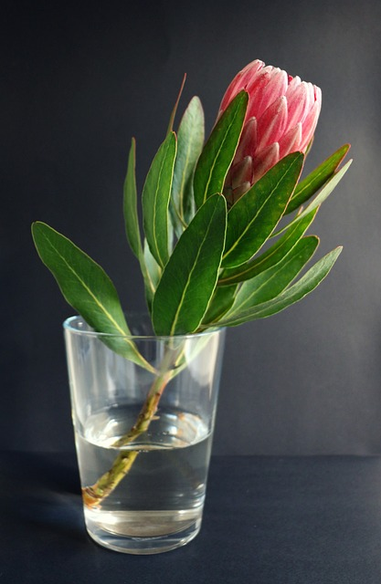 protea, vase, plant, flower size, lance leaf sugarbush, 