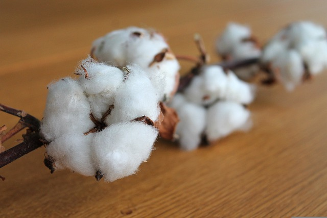 cotton branch, cotton, plant