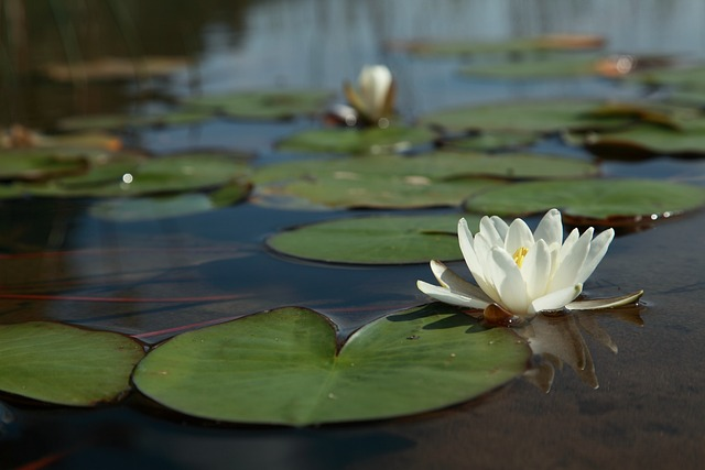 water lily flower, water lily leaf, lake