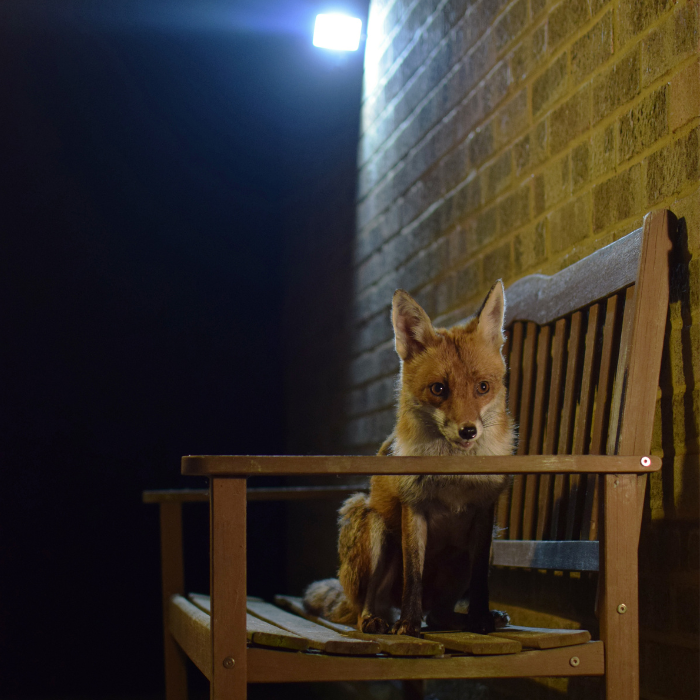 A motion-activated device, emitting a loud noise when a fox approaches