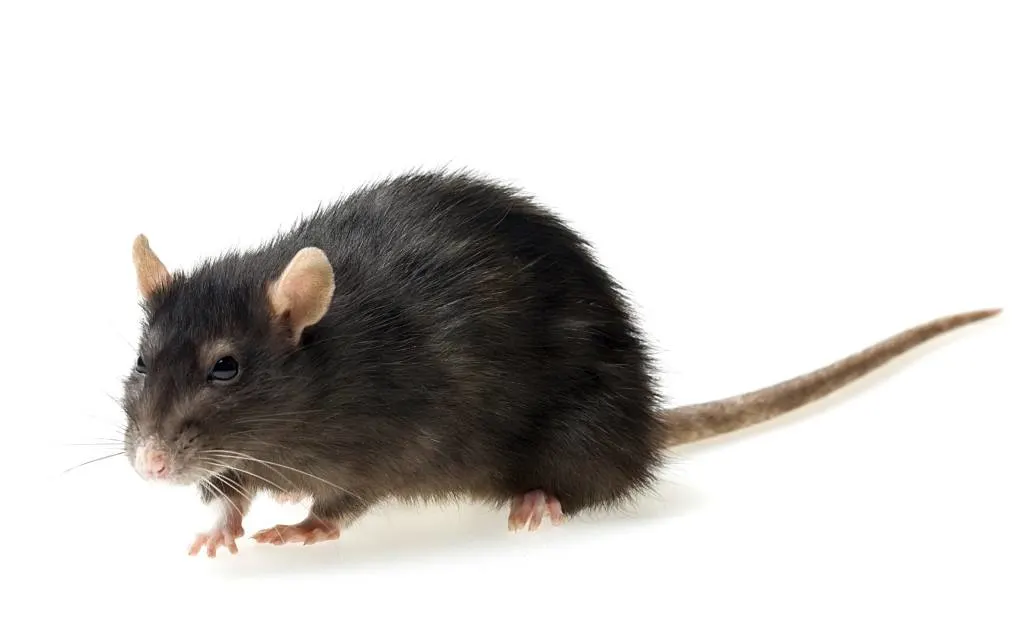 An image of a roof rat or black rat on a white background.
