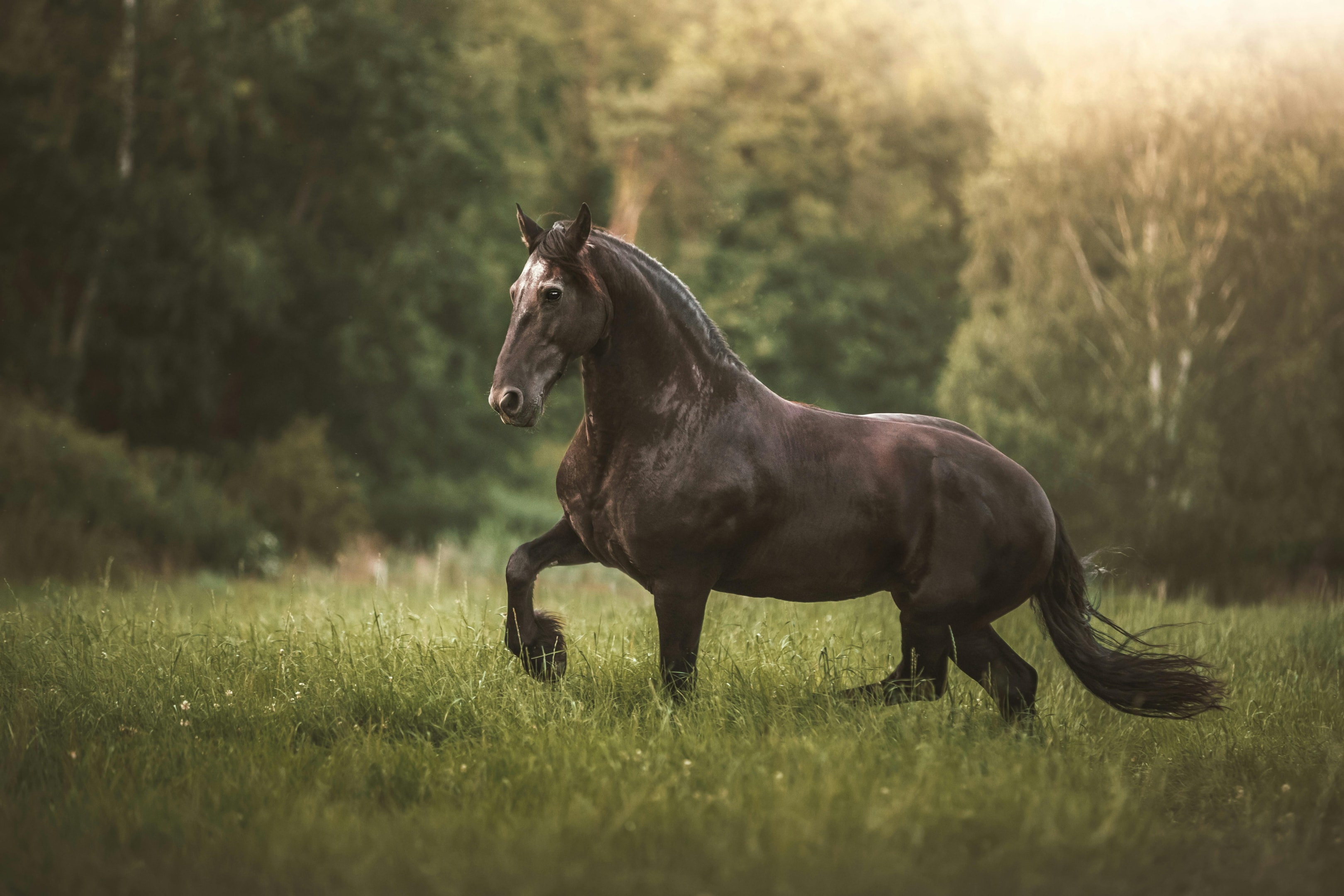 Powerful black stallion.