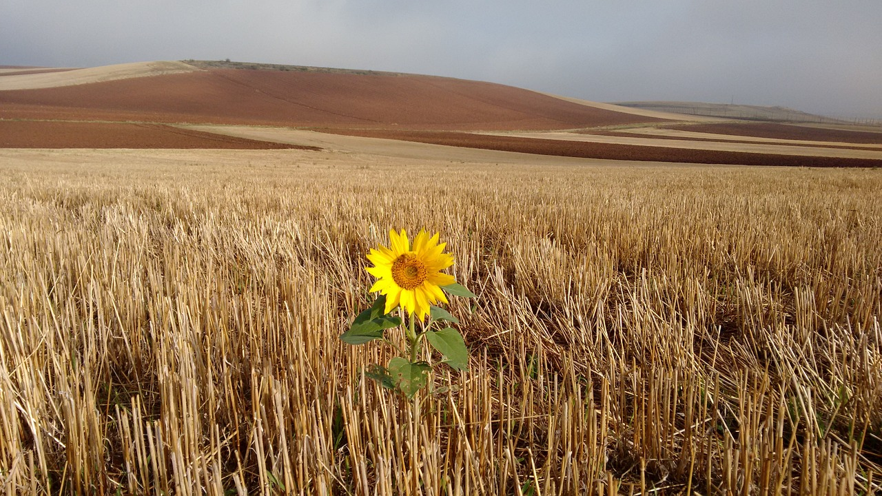 Sunflower thriving in field of dead grass symbolizing resilience and survival mode 