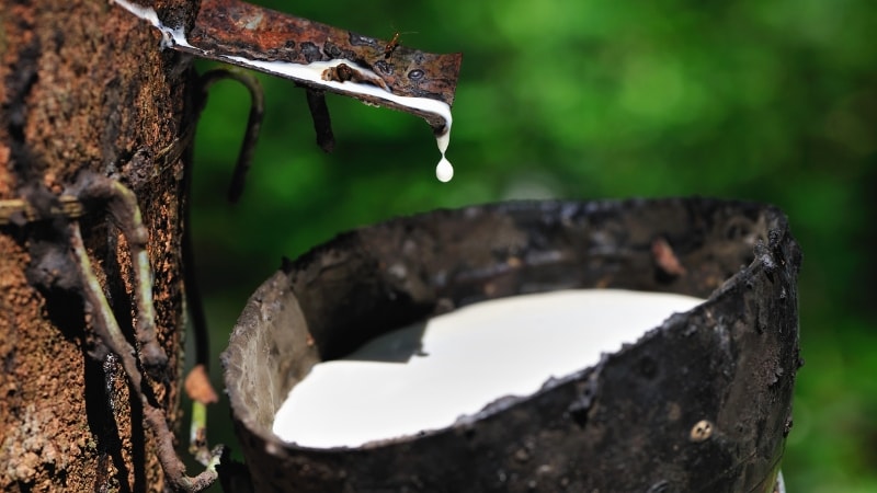 Natural white rubber extracted from rubber tree